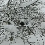 Rokys Rokytnice nad Jizerou